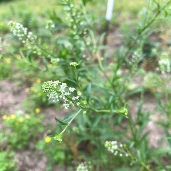 Lepidium densiflorum Cvet