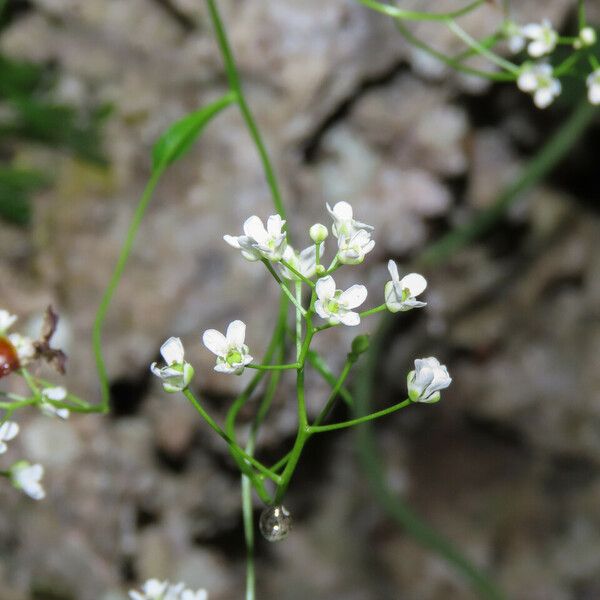 Kernera saxatilis Bloem