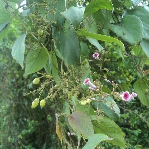 Paederia foetida Flower