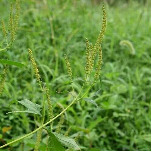 Ambrosia trifida Yaprak