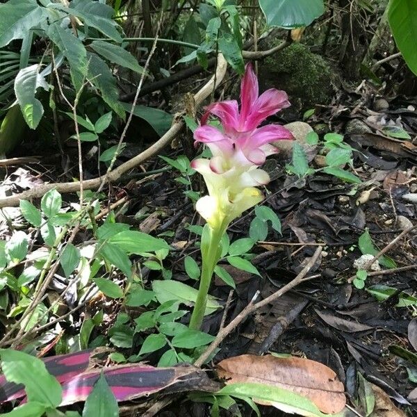 Curcuma aromatica ফুল