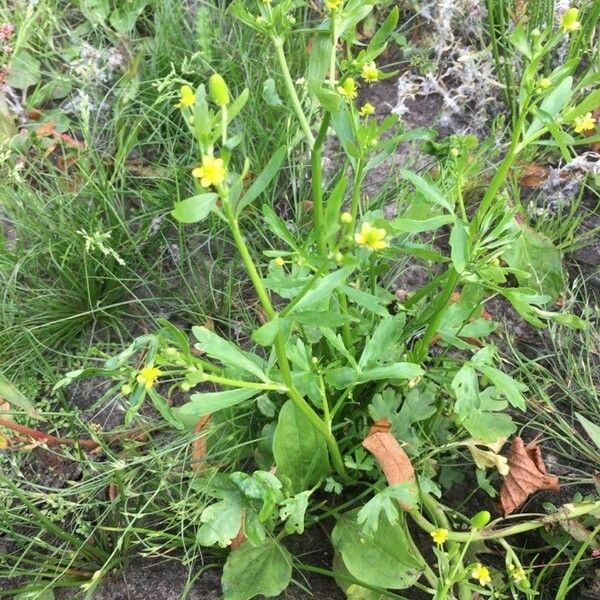 Ranunculus sceleratus Beste bat