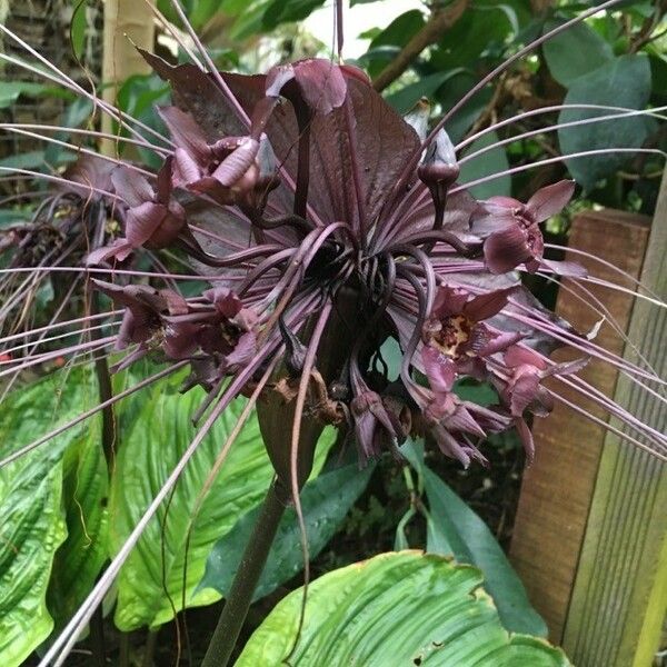 Tacca chantrieri Flower