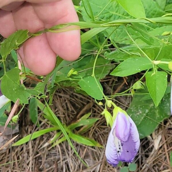 Clitoria mariana Çiçek