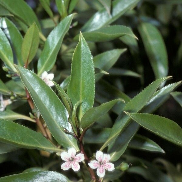 Myoporum laetum Flower