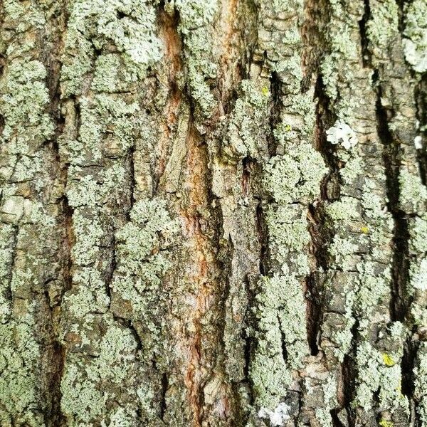 Tilia cordata Bark