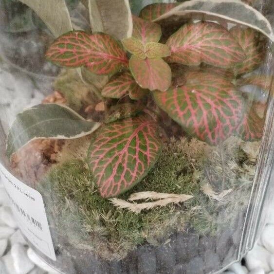 Fittonia albivenis Лист