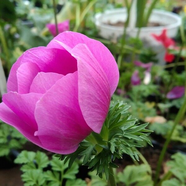 Anemone coronaria Λουλούδι