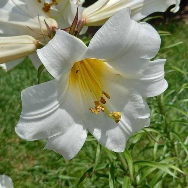 Lilium regale പുഷ്പം