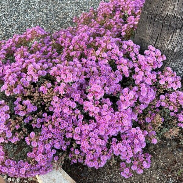 Oscularia deltoides Flor