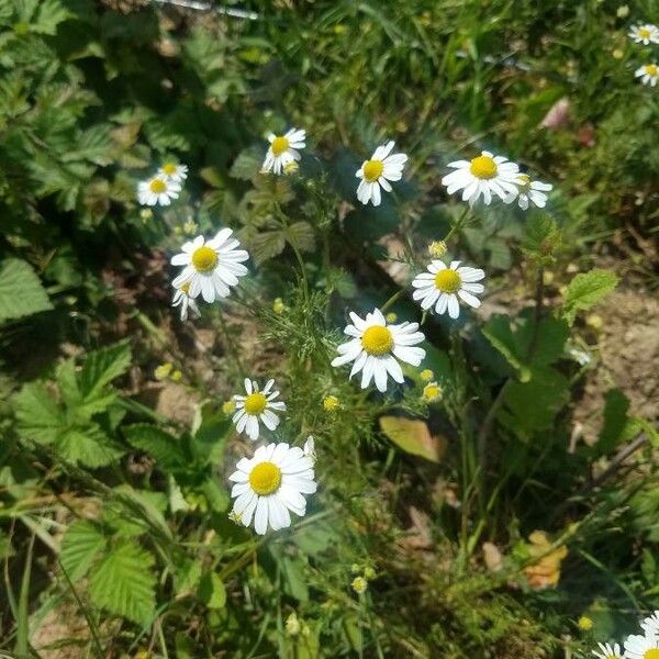 Matricaria chamomilla Floro