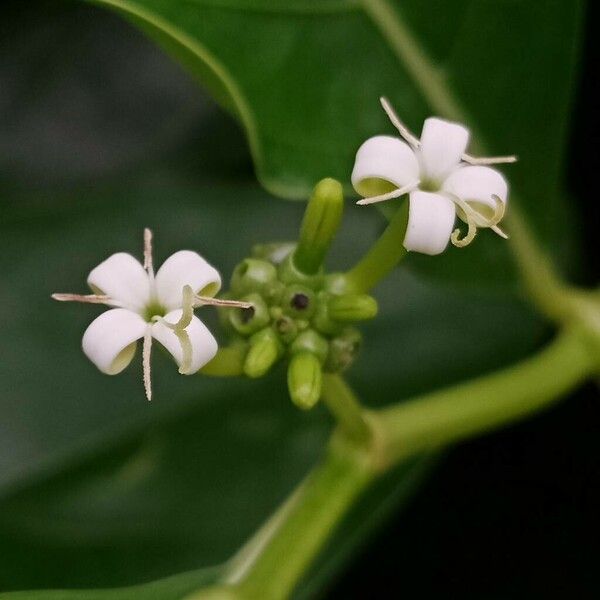 Morinda citrifolia Кветка