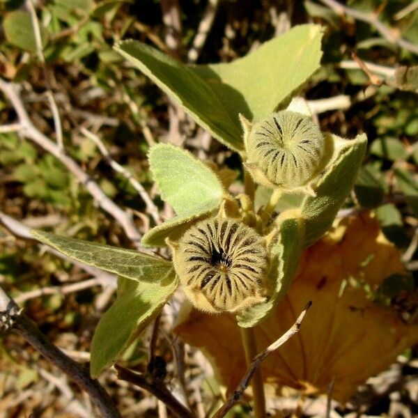 Abutilon pannosum Plod