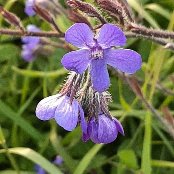 Anchusa azurea Flower