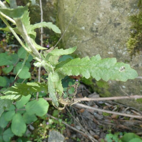 Senecio lividus ഇല