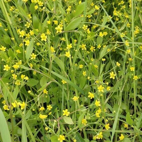 Ranunculus ophioglossifolius Квітка