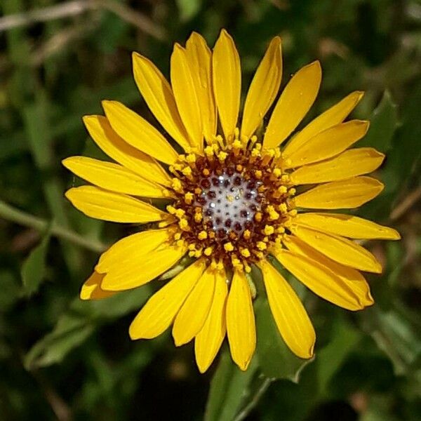 Grindelia squarrosa Flower