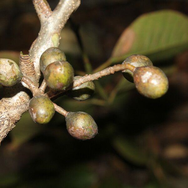 Bursera simaruba Fruit