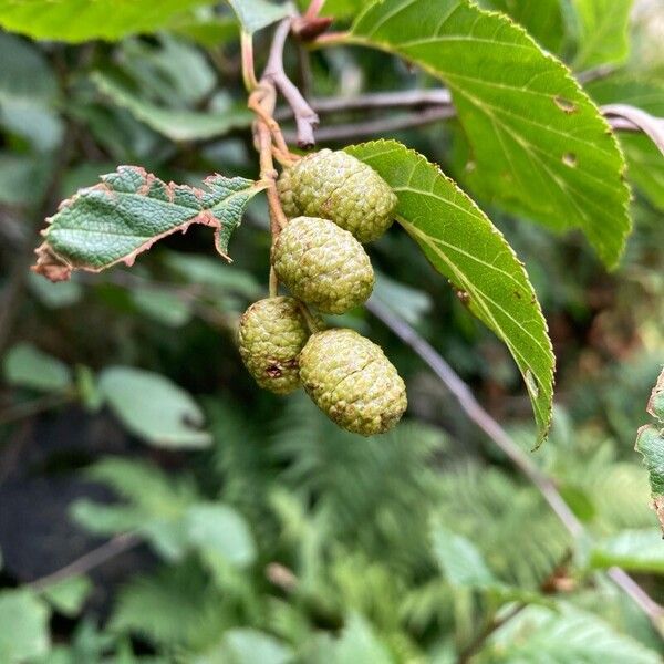 Alnus alnobetula Vrucht