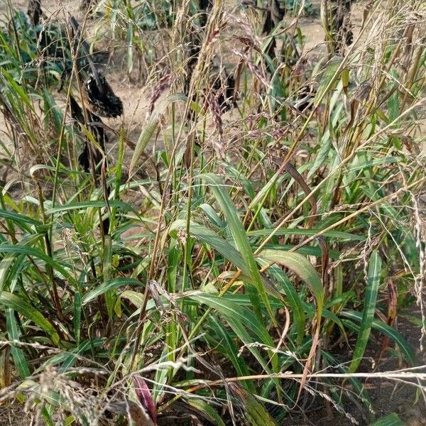 Sorghum halepense Leaf