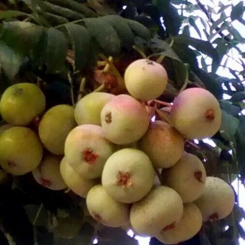 Sorbus domestica Frukt