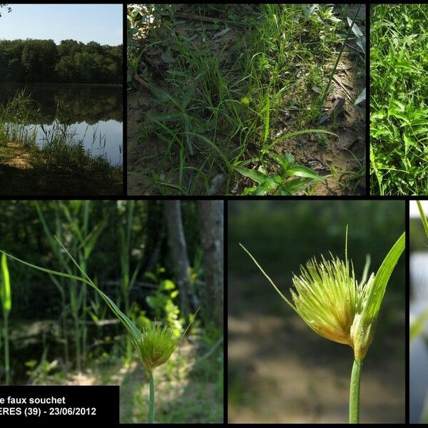 Carex bohemica Other