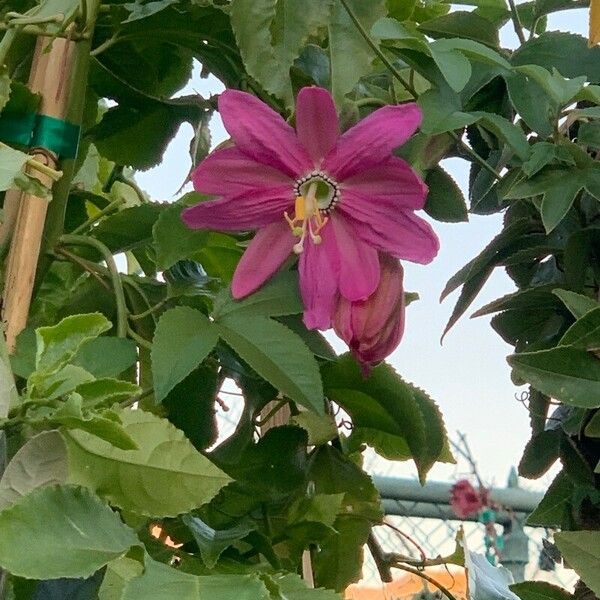 Passiflora tripartita 花