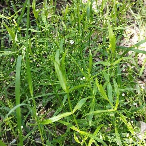 Veronica scutellata Leaf