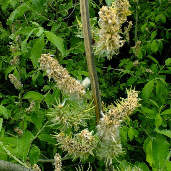 Salix pedicellata Vaisius