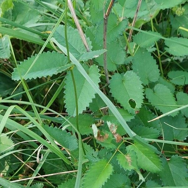 Sanguisorba officinalis Hostoa