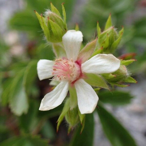 Potentilla caulescens ফুল