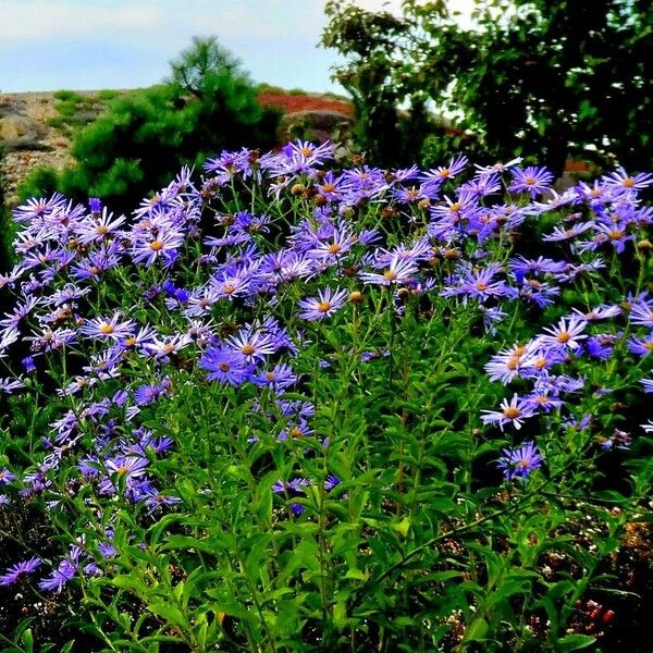 Aster amellus പുഷ്പം