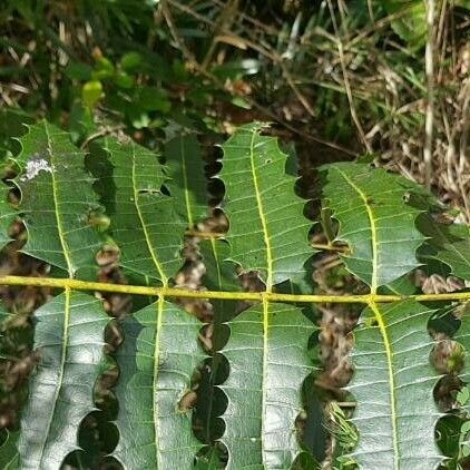 Zanthoxylum caribaeum Lehti