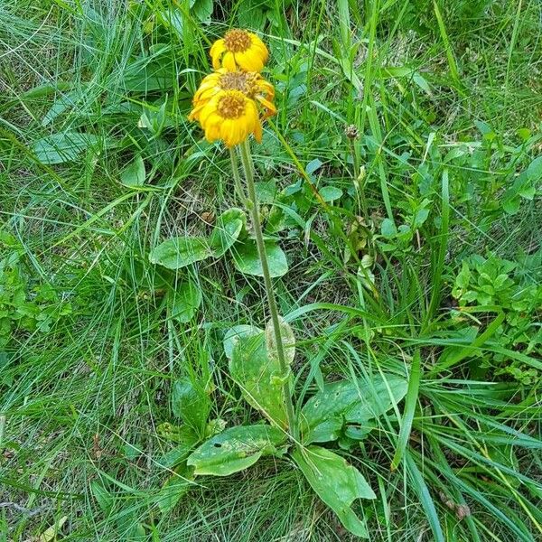 Arnica montana 整株植物