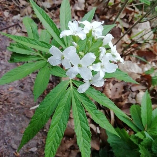 Cardamine heptaphylla Flower