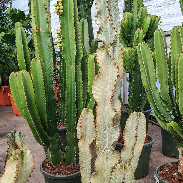 Euphorbia ammak Hàbitat