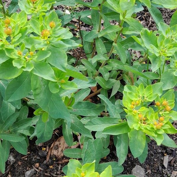 Euphorbia epithymoides Habitatea