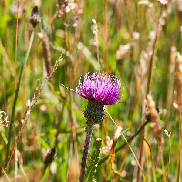 Cirsium dissectum Flower