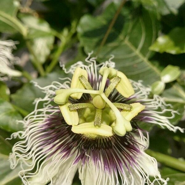 Passiflora foetida Blüte