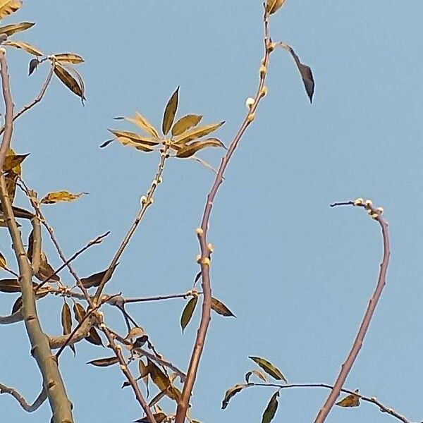 Salix daphnoides 花