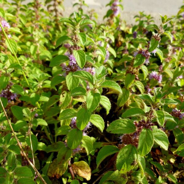 Mentha arvensis Habit