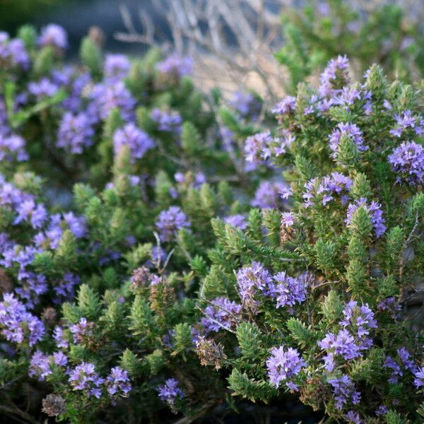 Thymbra capitata Flor