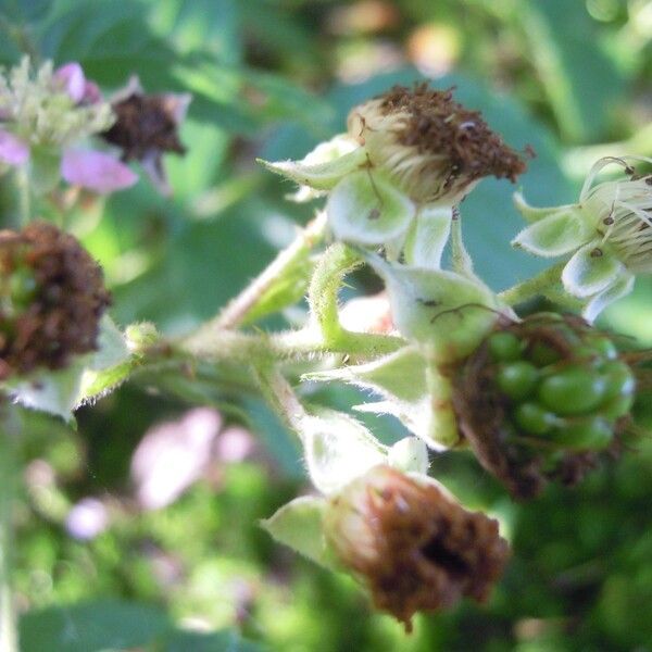 Rubus micans Frucht