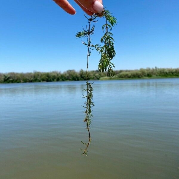 Myriophyllum sibiricum Leaf