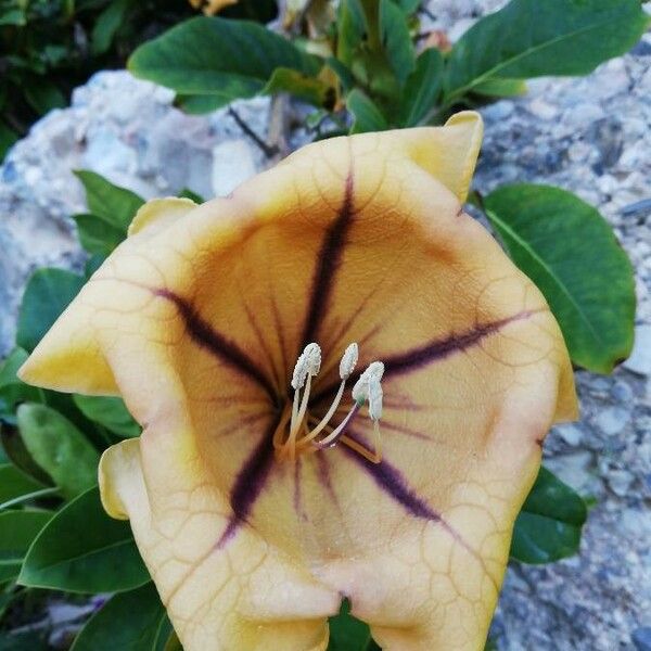 Solandra maxima Flower