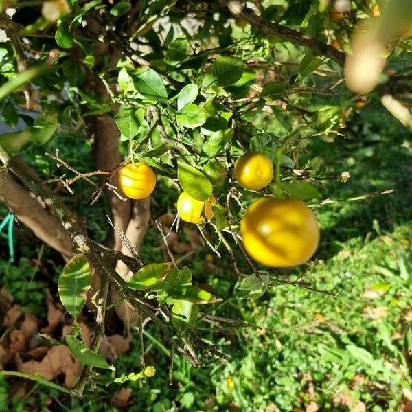 Citrus reticulata Fruit