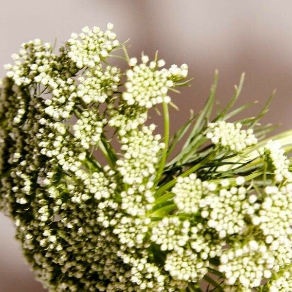 Ammi majus عادت داشتن