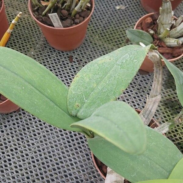 Dendrobium speciosum Blad