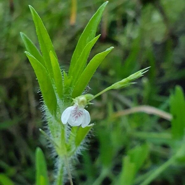 Justicia calyculata ᱵᱟᱦᱟ