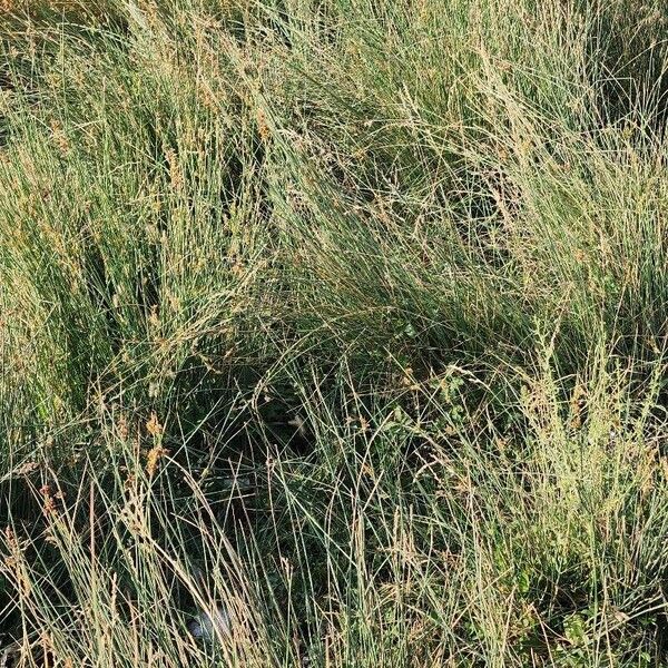 Juncus inflexus Hábitos